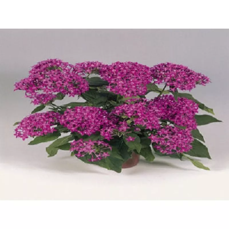 1,000 Bulk Pentas Seeds Graffiti Violet Pelleted Seeds