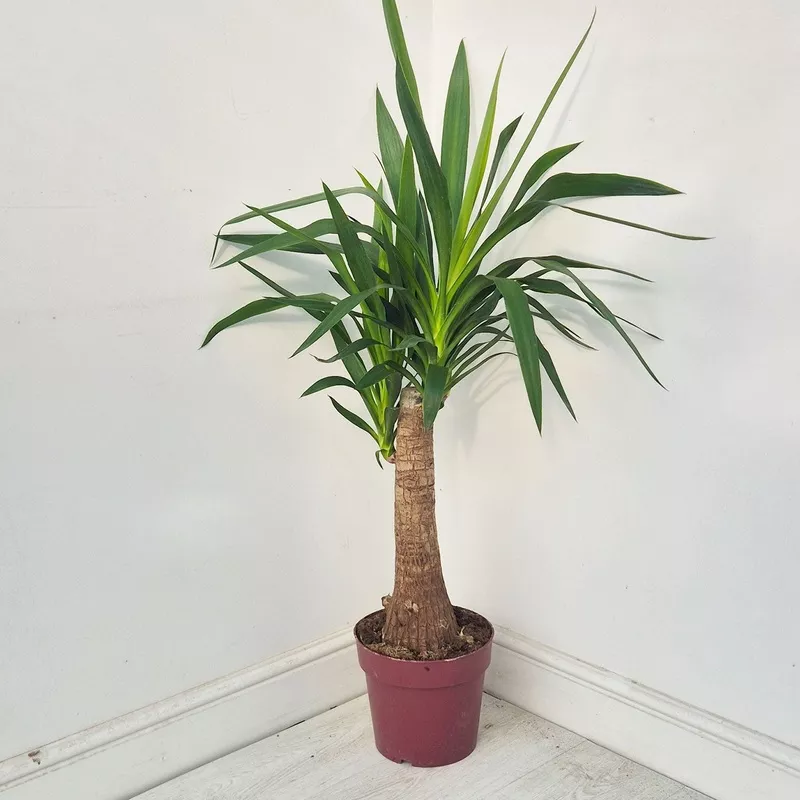 110-120cm-yucca-elephantipes-23cm-pot-house-plant 110 – 120cm Yucca Elephantipes 23cm Pot House Plant
