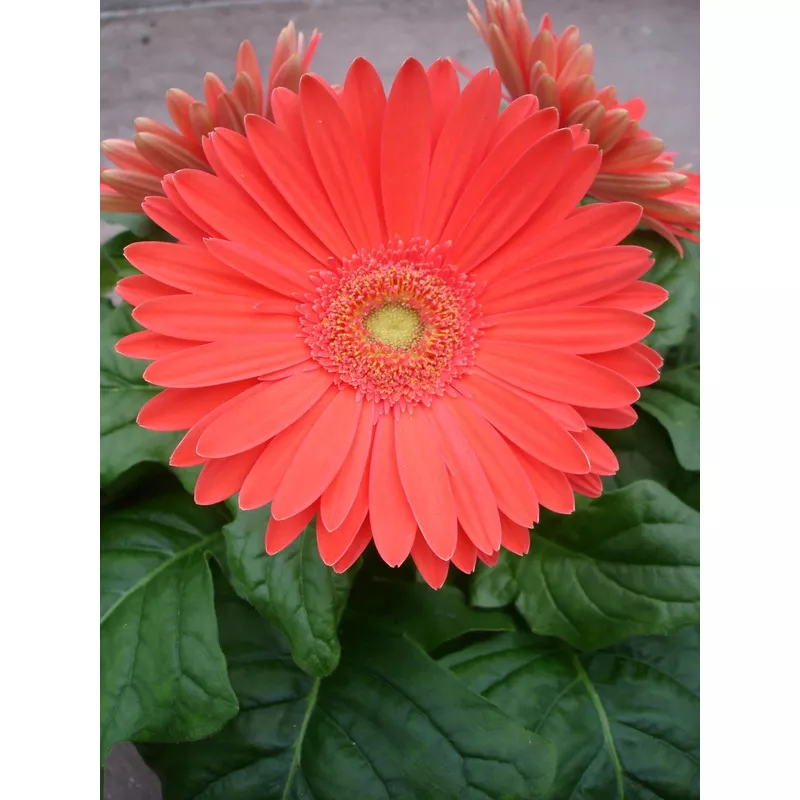 15 Gerbera Seeds Mega Revolution Watermelon Gerbera Daisy Seeds