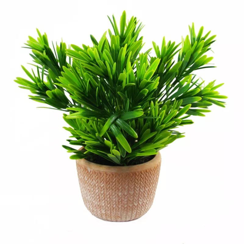 22cm-honey-plant-dark-green-in-terracotta-pot 22cm Honey Plant Dark Green in Terracotta Pot
