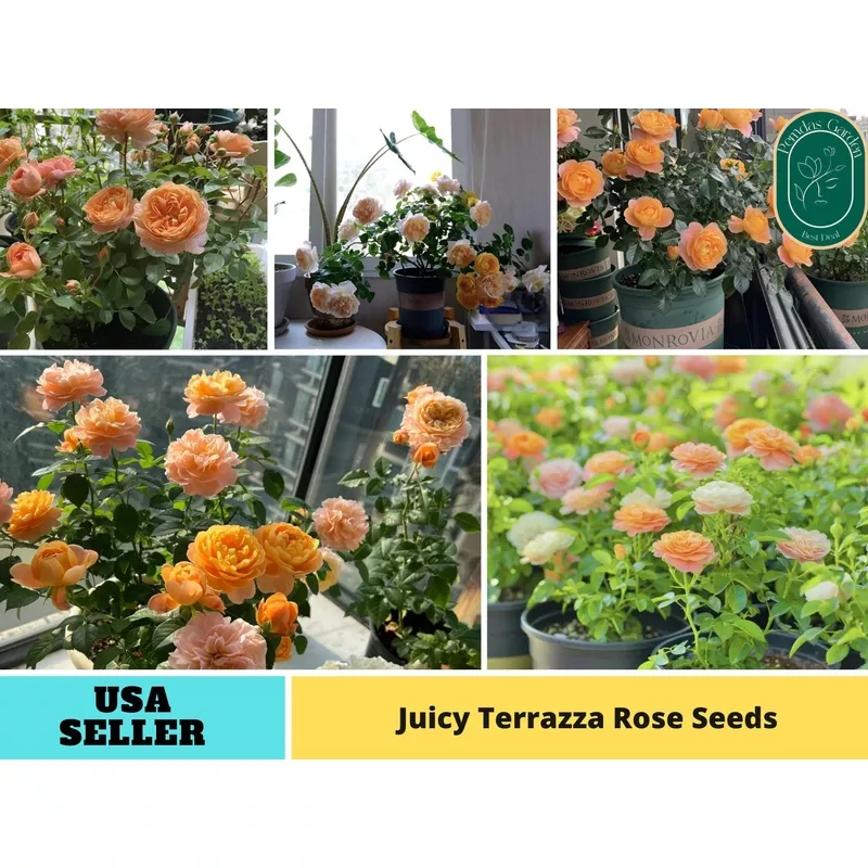 30+ Seeds| Juicy Terrazza Rose Seeds–1160