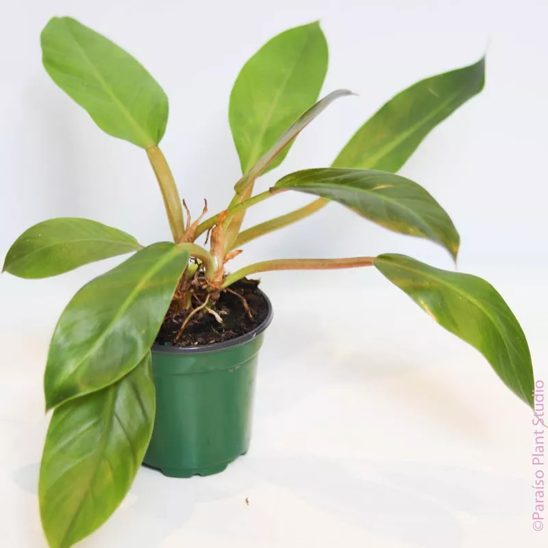 4in-philodendron-melinonii 4in Philodendron Melinonii