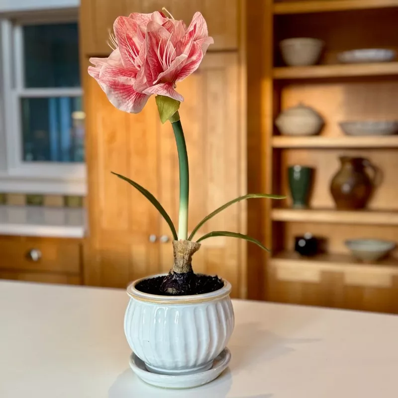 6-fluted-amaryllis-pot-glazed-daisy-white-no-saucer #6 Fluted Amaryllis Pot, Glazed Daisy White, NO Saucer