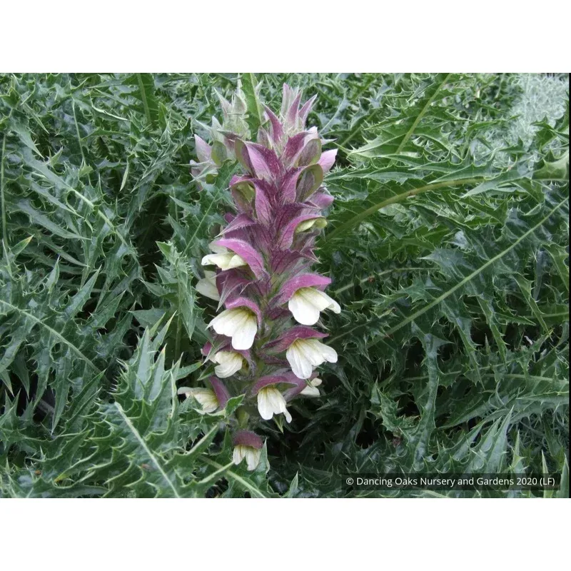acanthus-syriacus-syrian-acanthus Acanthus syriacus Syrian Acanthus