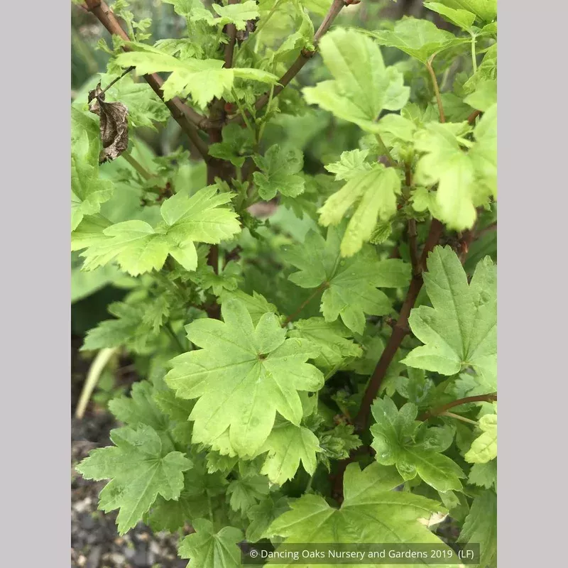 acer-circinatum-baby-buttons-baby-buttons-dwarf-vine-maple Acer circinatum ‘Baby Buttons’ Baby Buttons Dwarf Vine Maple