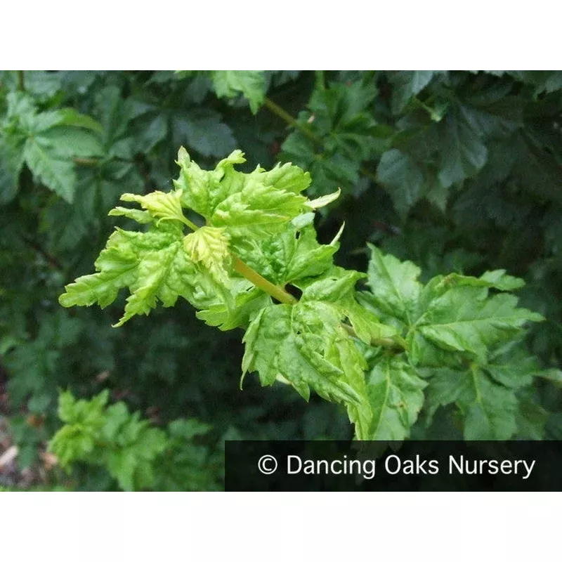acer-circinatum-pacific-sprite-pacific-sprite-vine-maple Acer circinatum ‘Pacific Sprite’ Pacific Sprite Vine Maple