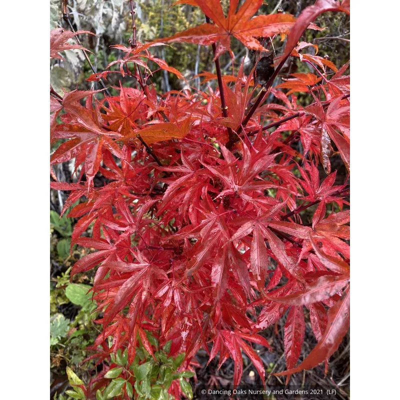 acer-palmatum-alpine-sunrise-dwarf-japanese-maple Acer palmatum ‘Alpine Sunrise’ Dwarf Japanese Maple