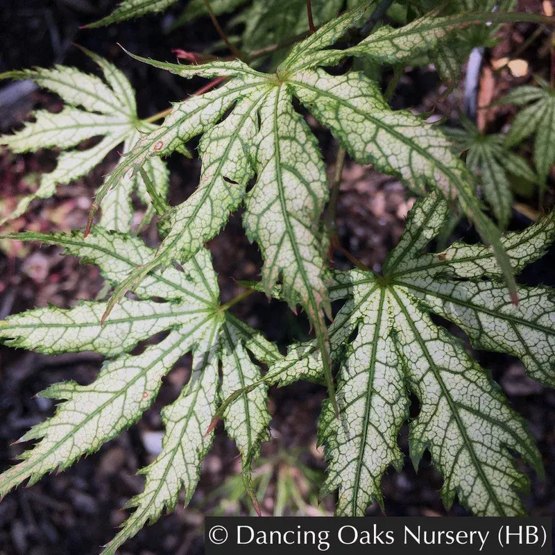acer-palmatum-first-ghost-japanese-maple Acer palmatum ‘First Ghost’ Japanese Maple