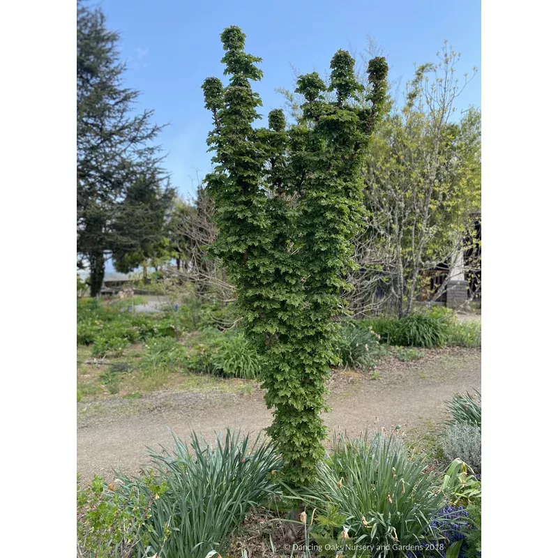 Acer platanoides ‘Curly Lamp Post’ Columnar Norway Maple