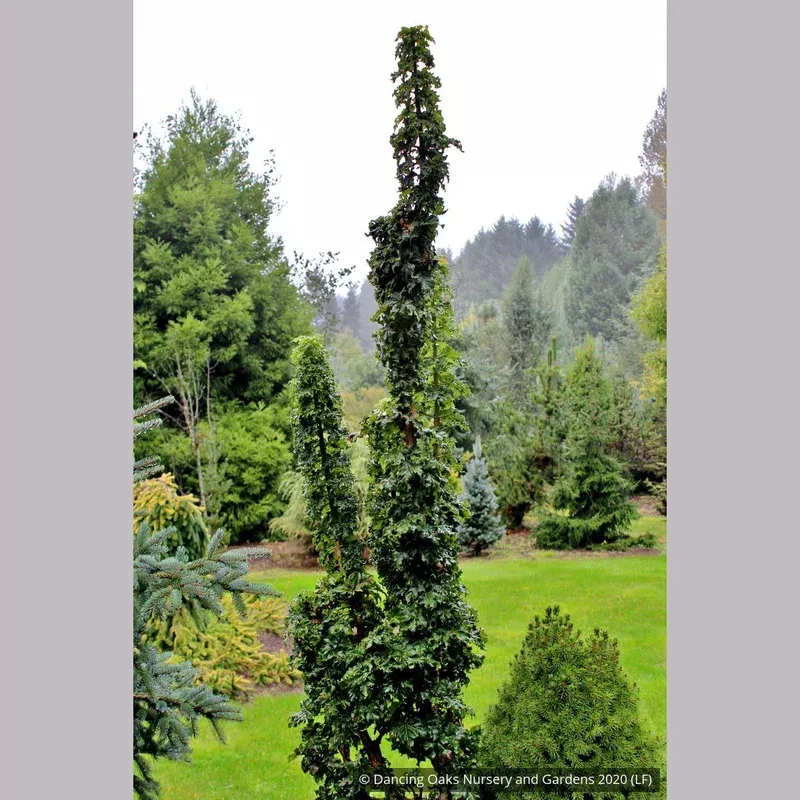 acer-platanoides-rezek-columnar-norway-maple Acer platanoides ‘Rezek’ Columnar Norway Maple