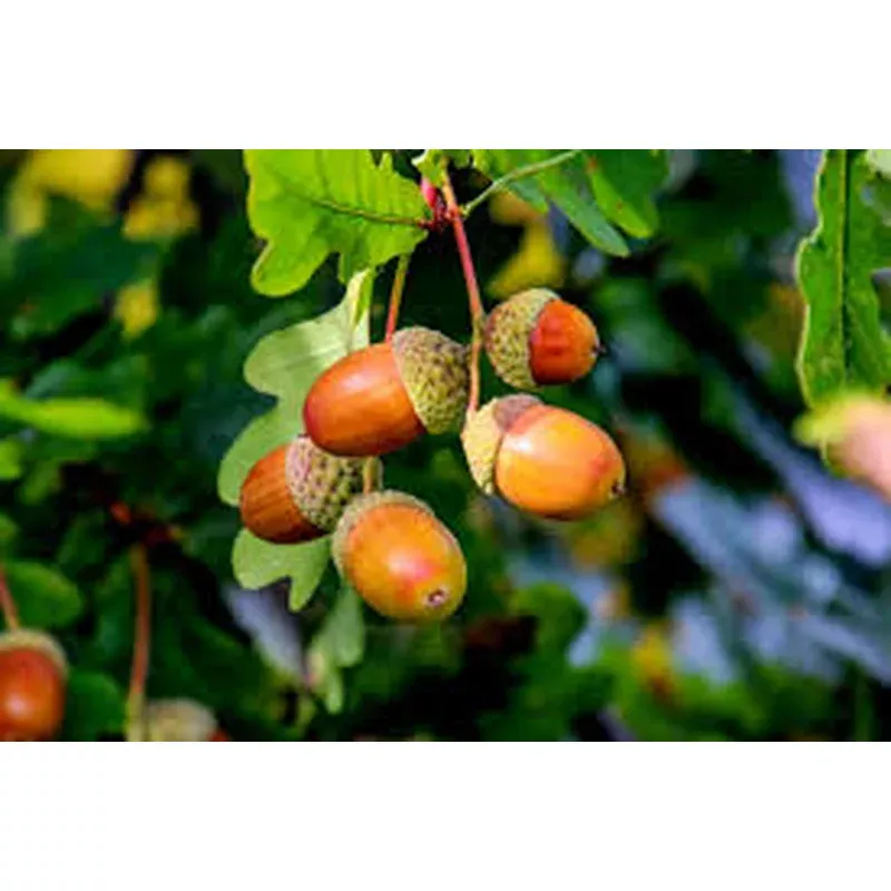 acorn-seeds-planting-grow-strong-oak-trees Acorn Seeds for Planting: Grow Strong Oak Trees