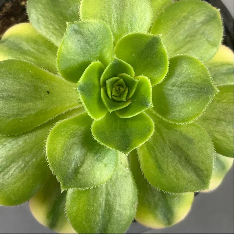 aeonium-sunburst Aeonium ‘Sunburst’