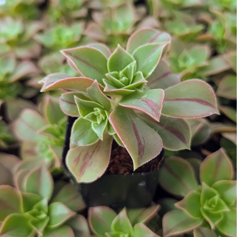 aeonium-wheels-stripification Aeonium ‘Wheels of Stripification’