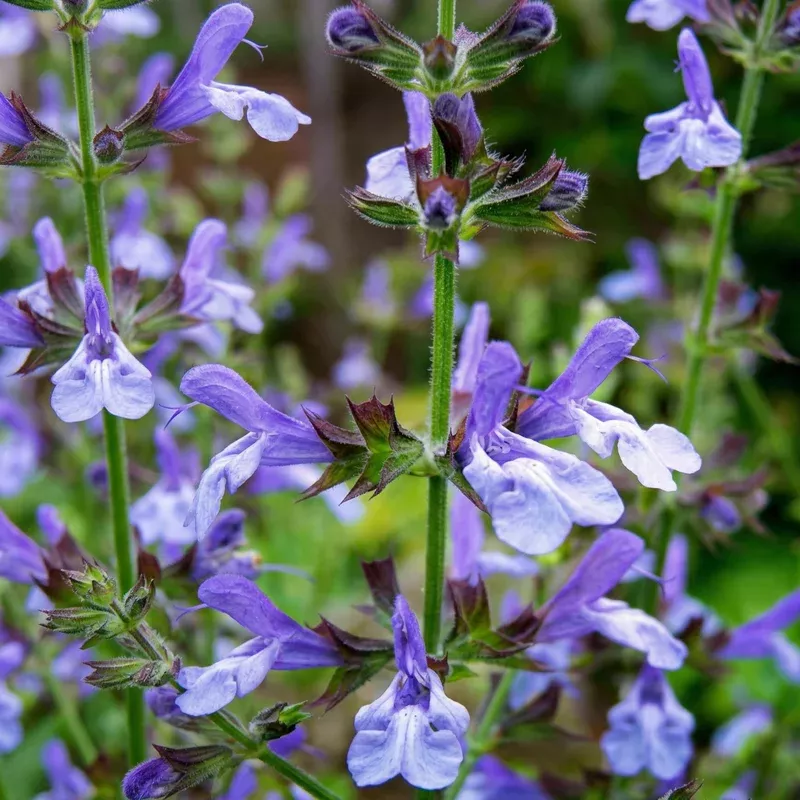 african-sky-salvia African Sky Salvia