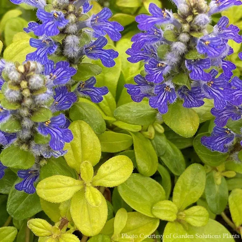 ajuga-cordial-canary-bugleweed Ajuga ‘Cordial Canary’ Bugleweed
