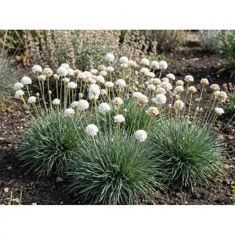 alba-sea-thrift-armeria Alba Sea Thrift Armeria