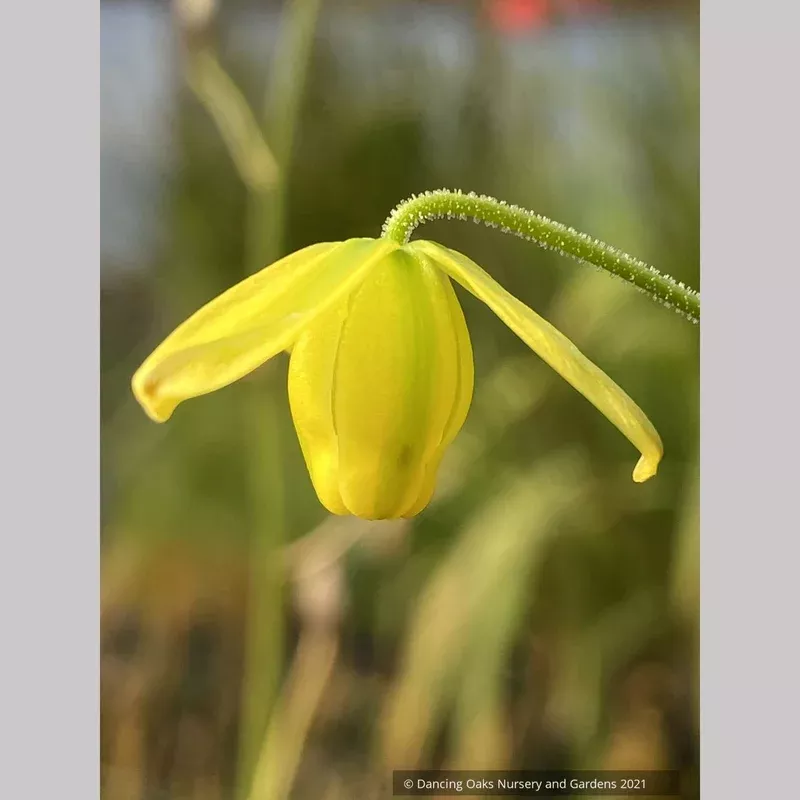 albuca-shawii Albuca shawii