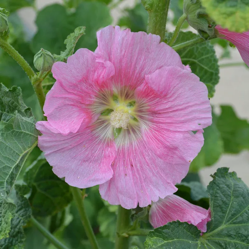 alcea-spotlight-radiant-rose ALCEA SPOTLIGHT RADIANT ROSE