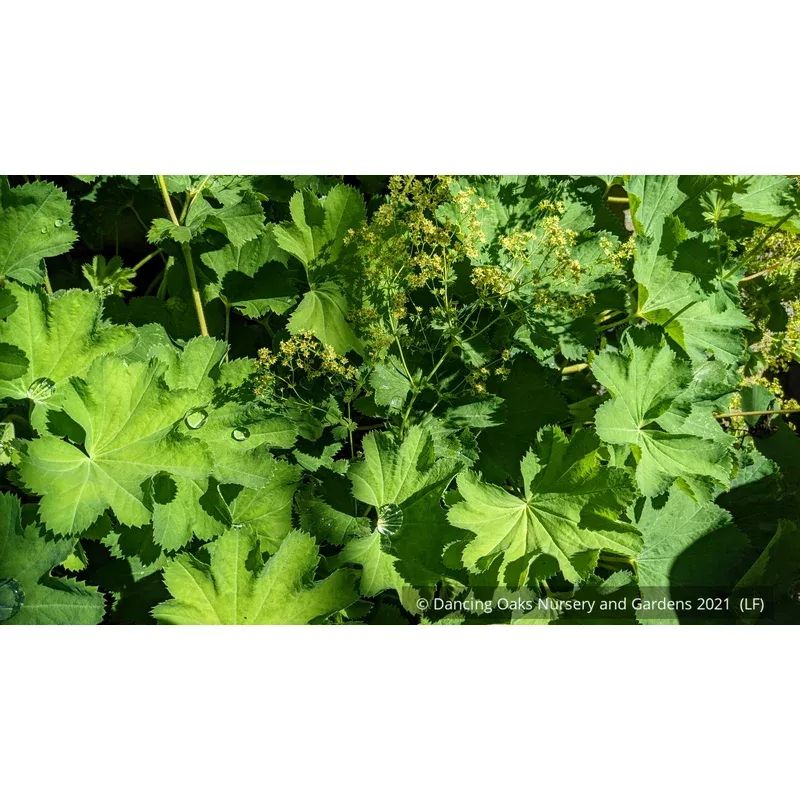 alchemilla-epipsila-lady-s-mantle Alchemilla epipsila Lady’s Mantle