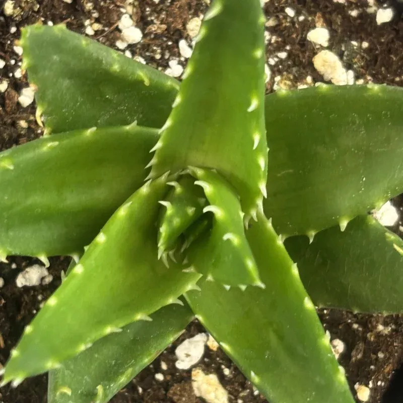 aloe-mitre-aloe Aloe ‘Mitre Aloe’