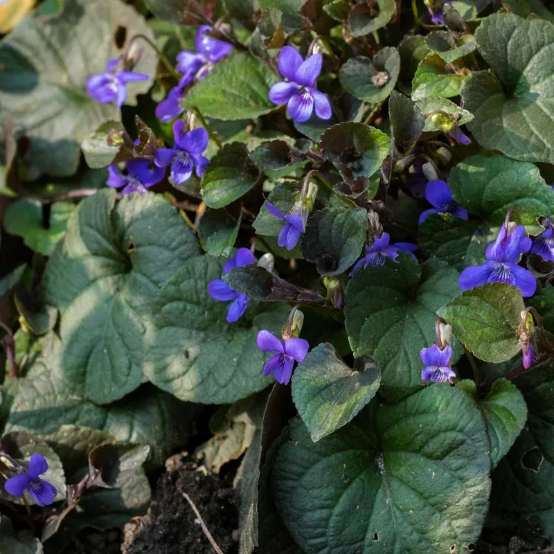 alpine-purple-floral-violet Alpine Purple Floral Violet