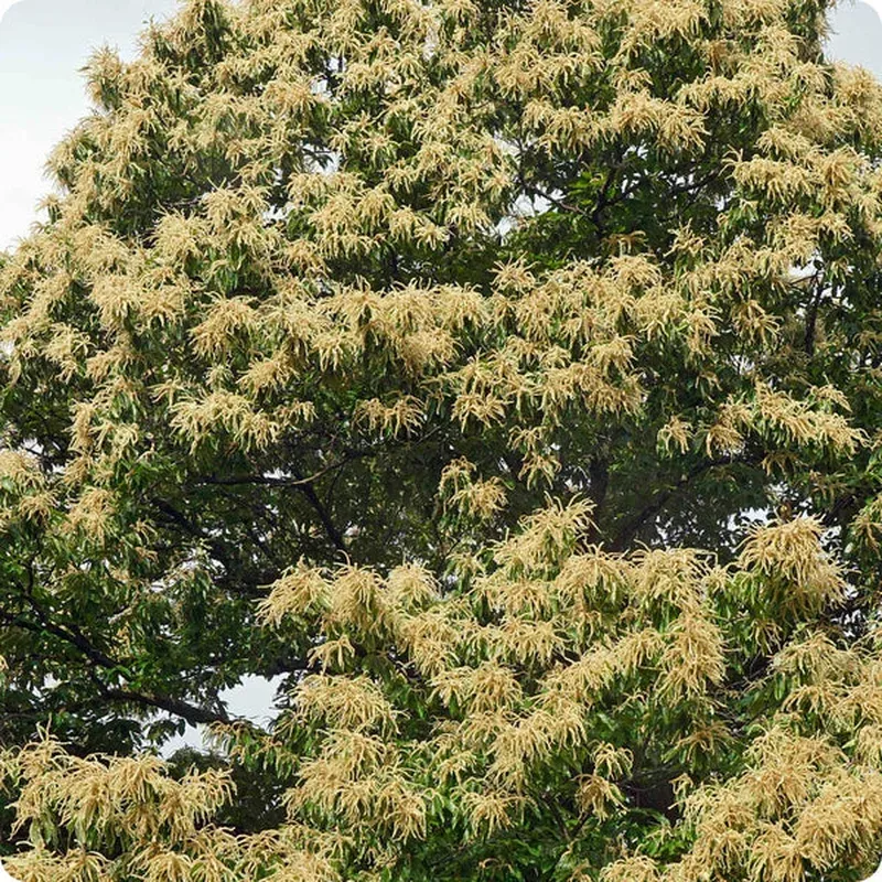 american-chestnut-tree-castanea-dentata-seeds American Chestnut Tree (Castanea dentata) Seeds