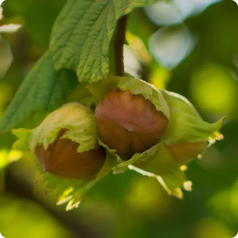 american-hazelnut-corylus-americana-seeds American Hazelnut (Corylus Americana) Seeds