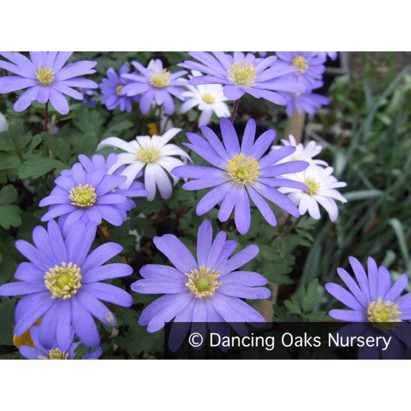 anemone-blanda-blue-shades-grecian-windflower Anemone blanda ‘Blue Shades’ Grecian Windflower