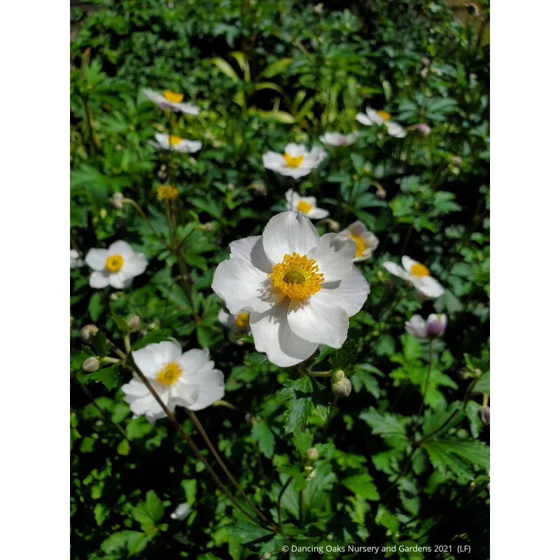 anemone-elfin-swan-windflower Anemone ‘Elfin Swan’ Windflower