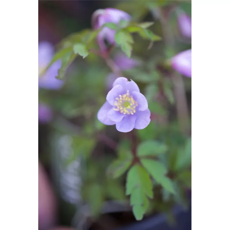 anemone-nemorosa-royal-blue Anemone nemorosa Royal Blue