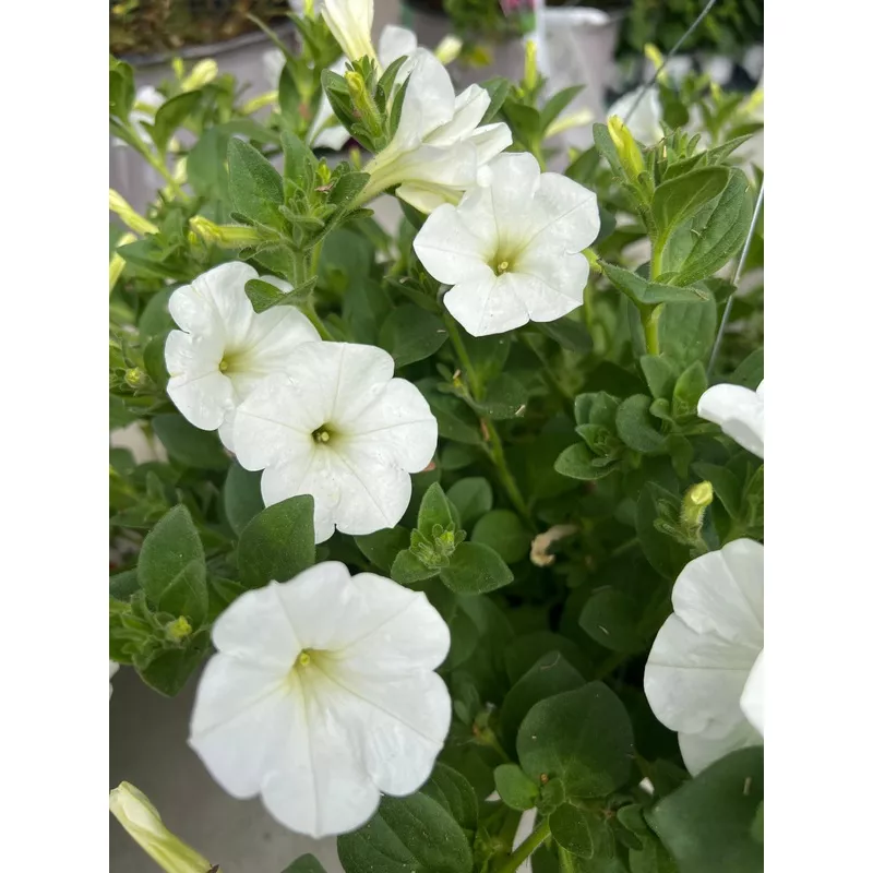 ANNUAL Petunia Color Rush White HB