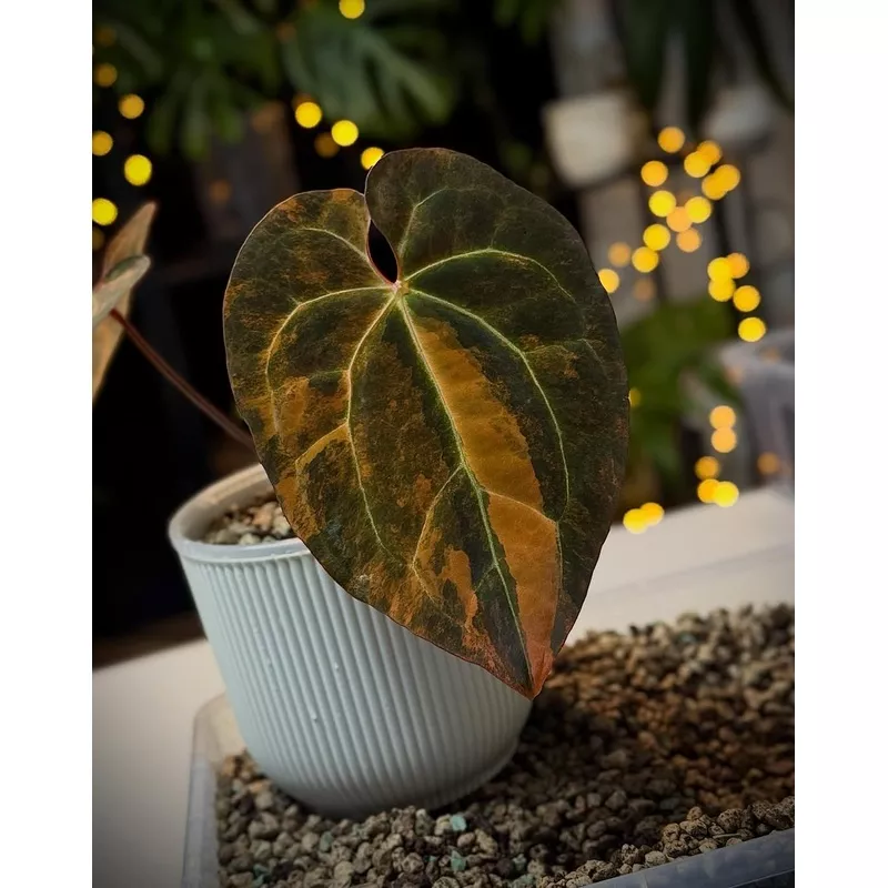 Anthurium ‘Black Venom’ Variegata – Clone