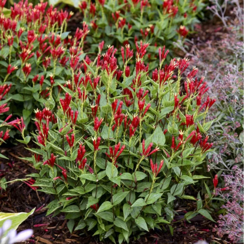 apple-slices-spigelia ‘Apple Slices’ Spigelia