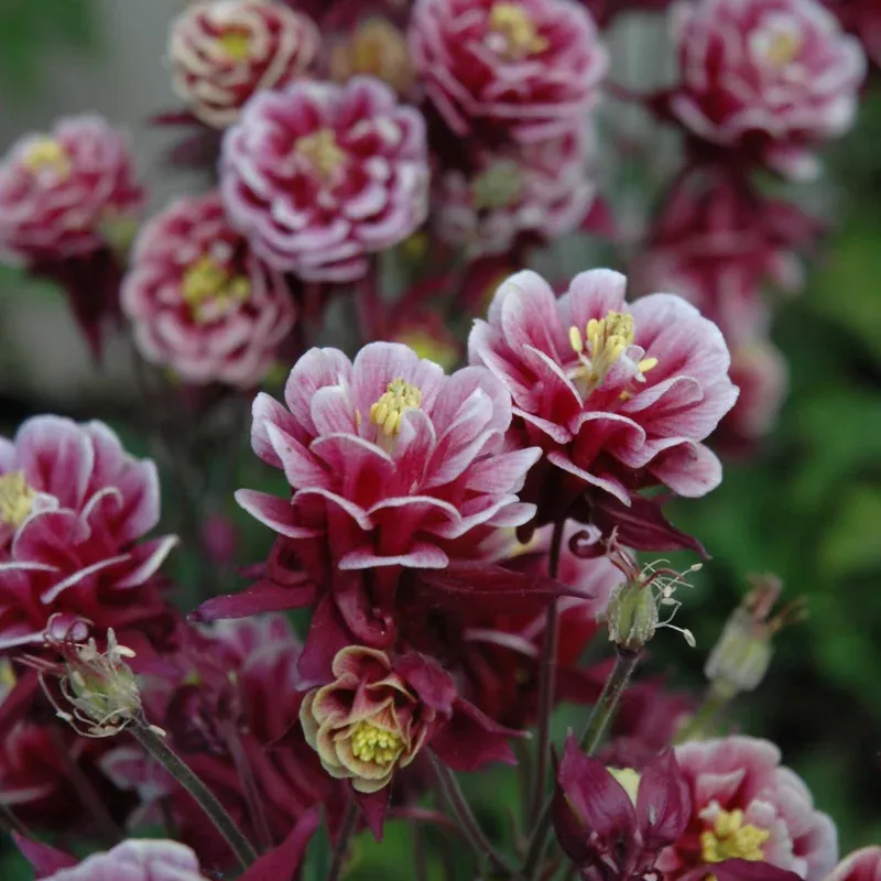 aquilegia-winky-double-red-white AQUILEGIA WINKY DOUBLE RED-WHITE