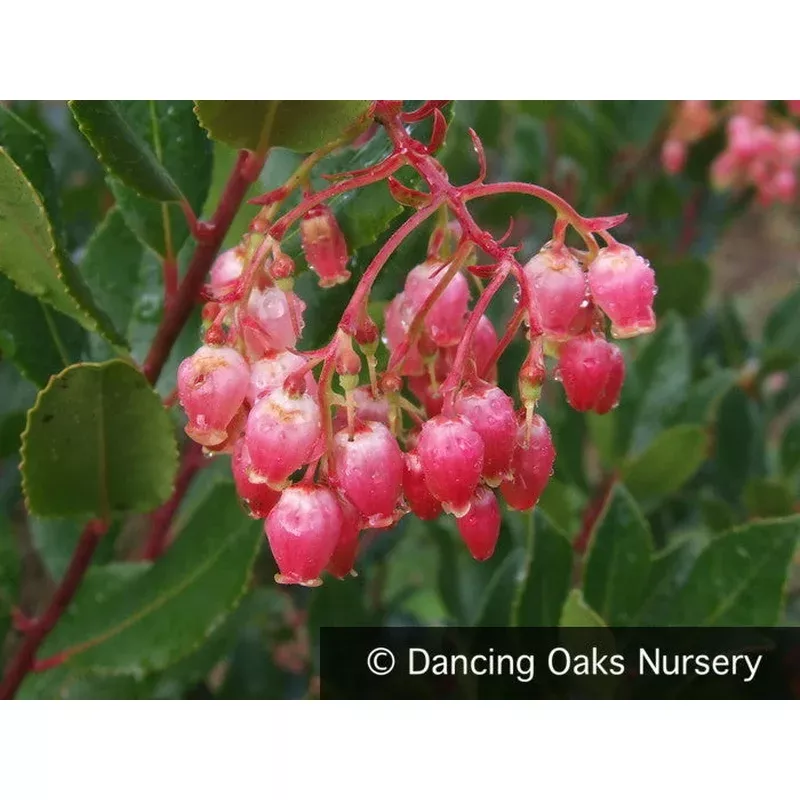 arbutus-unedo-oktoberfest-strawberry-tree Arbutus unedo ‘Oktoberfest’ Strawberry Tree