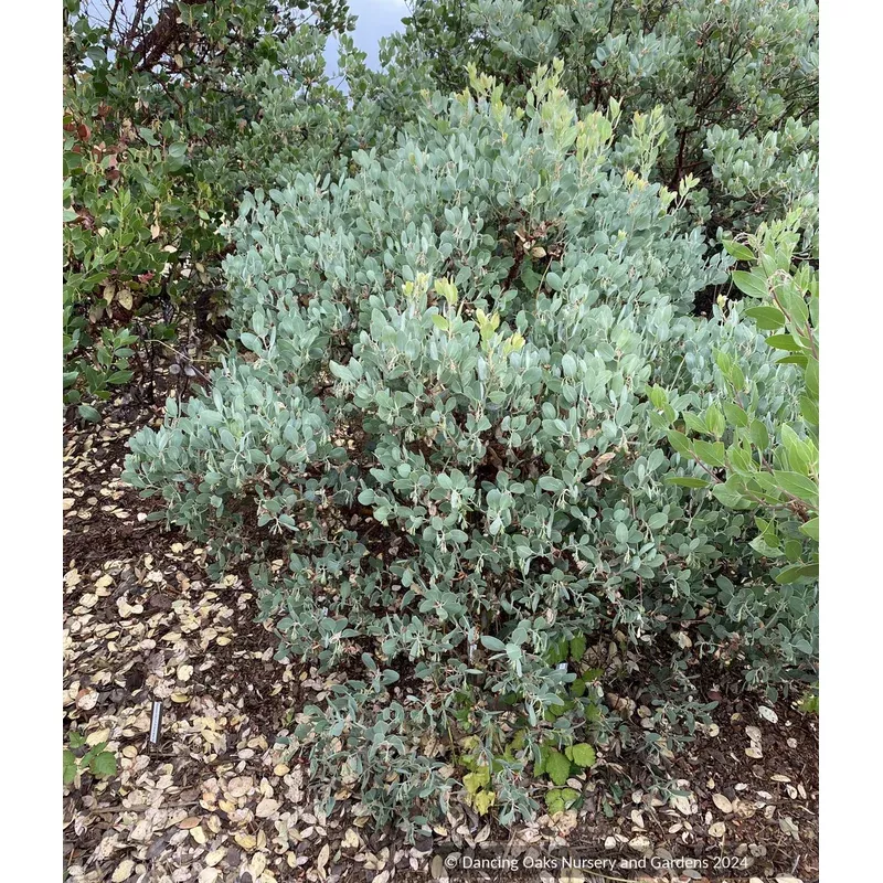 arctostaphylos-blue-fuzzy-ect-manzanita Arctostaphylos ‘Blue Fuzzy’ ECT Manzanita