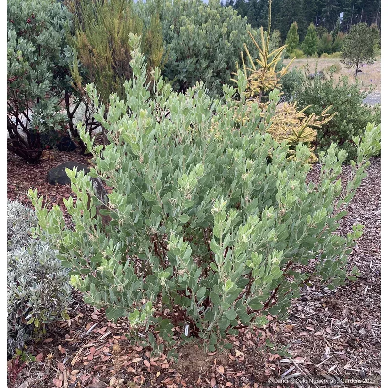 arctostaphylos-la-panza-grey-manzanita Arctostaphylos ‘La Panza’ Grey Manzanita