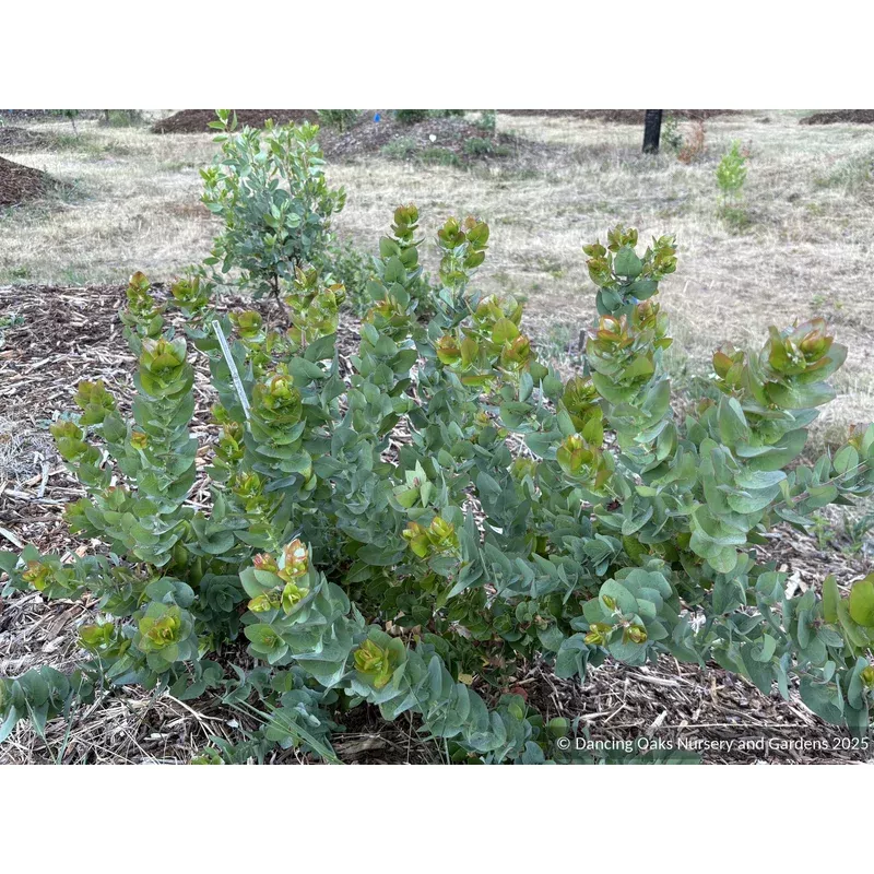 arctostaphylos-pallida-pallid-manzanita Arctostaphylos pallida Pallid Manzanita