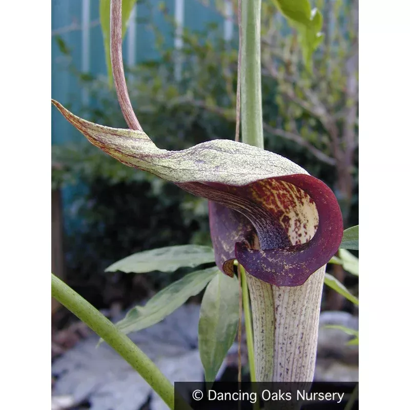 arisaema-thunbergii-ssp-urashima-japanese-cobra-lily Arisaema thunbergii ssp. urashima Japanese Cobra Lily
