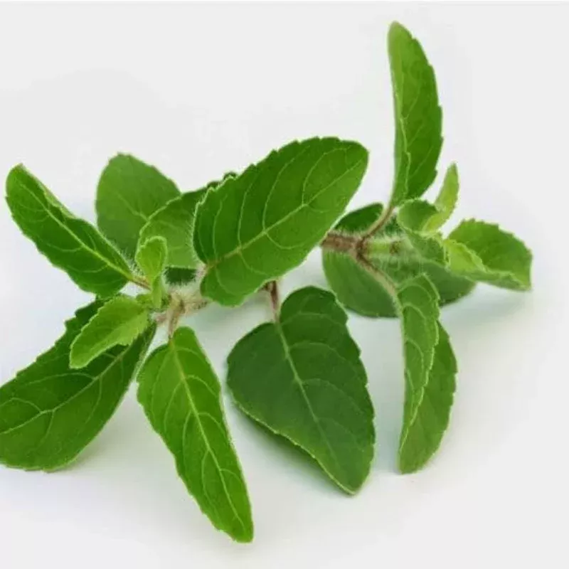 aromatic-tulsi-basil-plant-seeds-premium-organic-seeds Aromatic Tulsi Basil Plant Seeds – Premium Organic Seeds