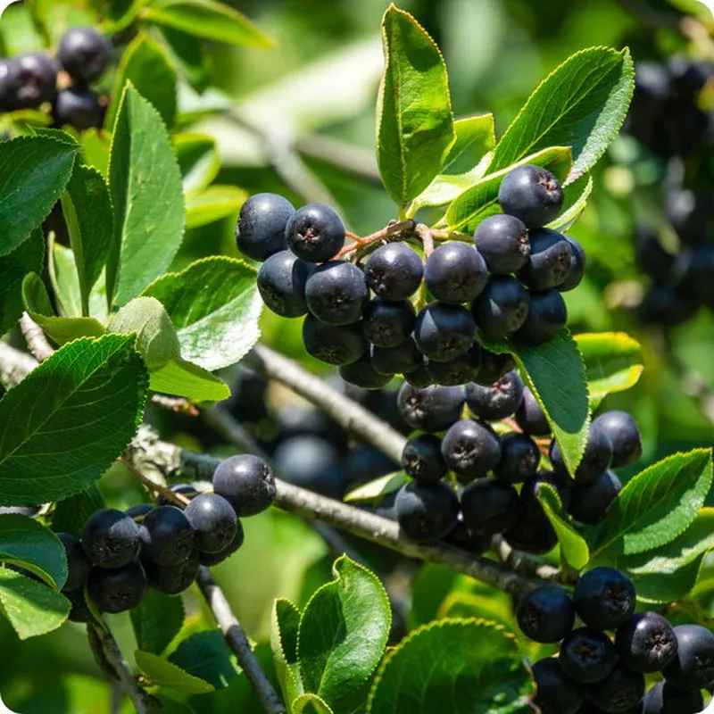 aronia-berry-seeds-aronia-melanocarpa-black-chokeberry Aronia Berry Seeds – Aronia melanocarpa (Black Chokeberry)
