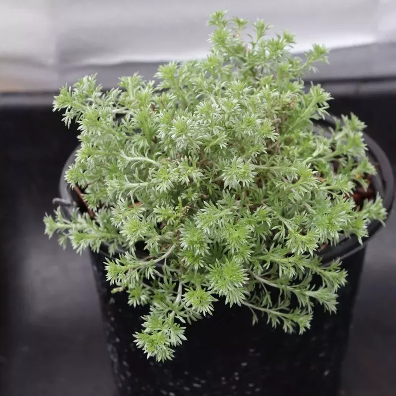 Artemisia frigida ‘Silver Eagle’ Wormwood