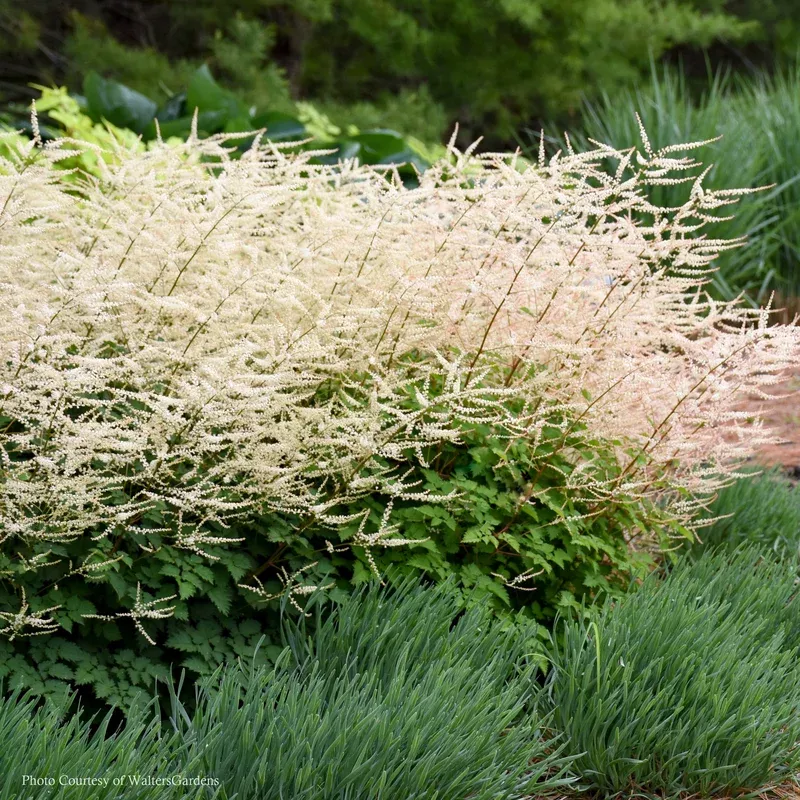 aruncus-chantilly-lace-goat-s-beard Aruncus ‘Chantilly Lace’ Goat’s Beard