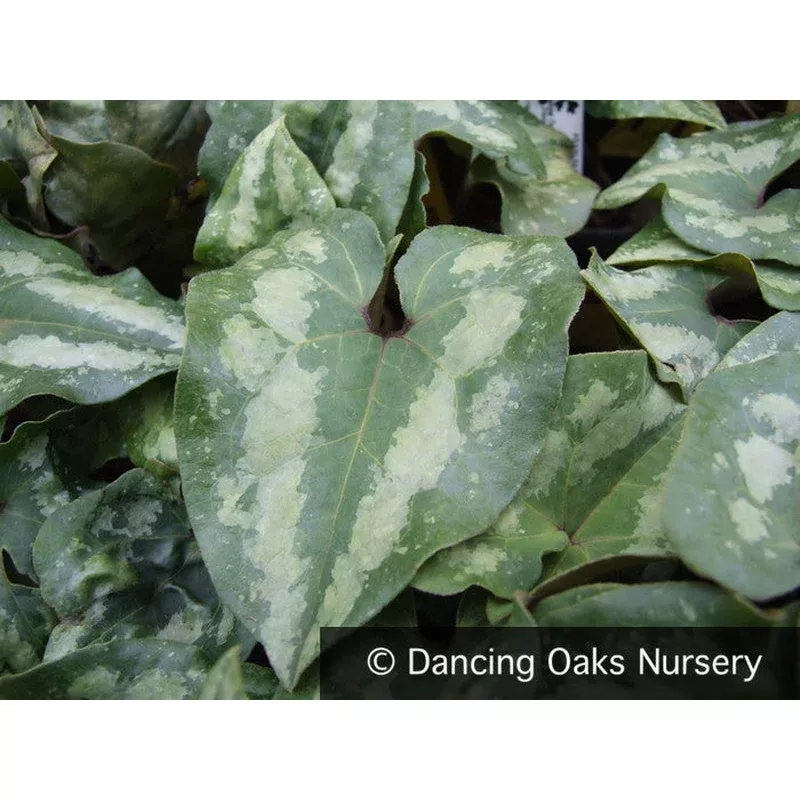 asarum-splendens-chinese-ginger Asarum splendens Chinese Ginger
