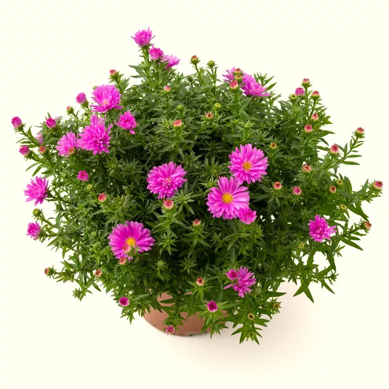 aster-dumosus-bahamas-island-bahamas-aster Aster dumosus ‘Bahamas’ ~ Island Bahamas Aster
