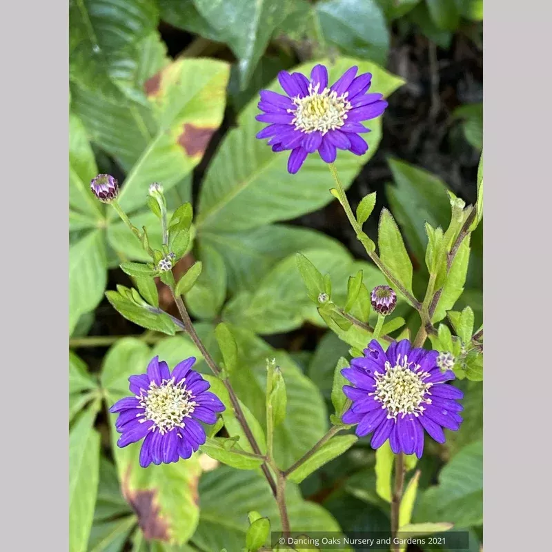 Aster trifoliatus ssp ageratoides ‘Ezo Murasaki’