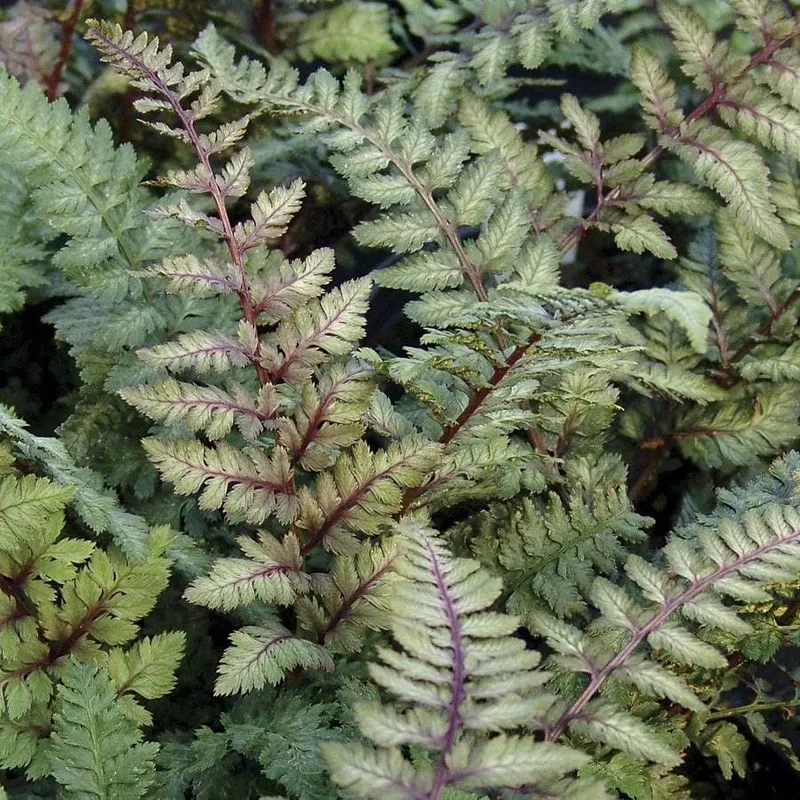 athyrium-regal-red Athyrium ‘Regal Red’