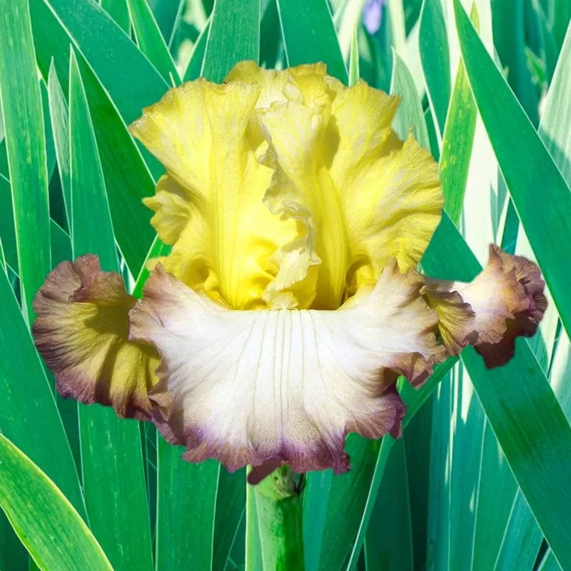 autumn-ring-german-iris Autumn Ring German Iris