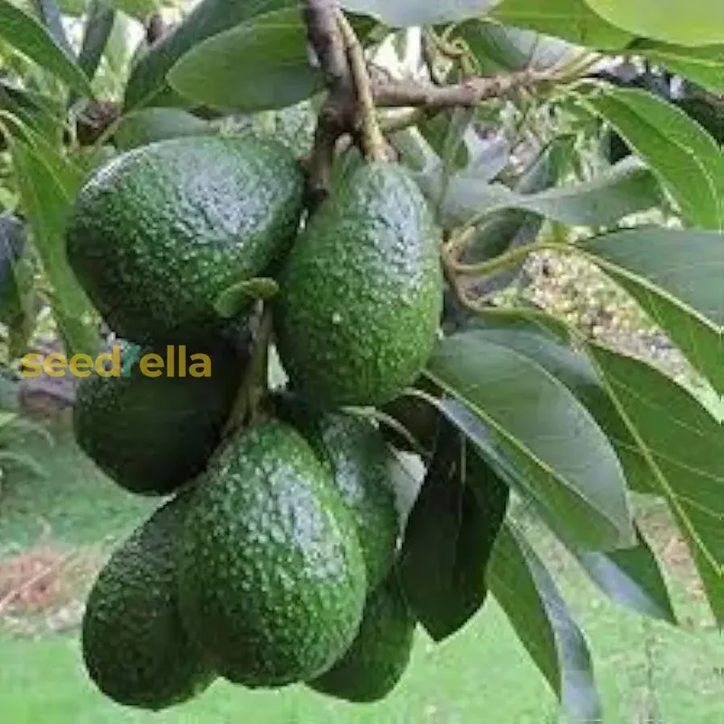 avocado-seeds-perfect-planting Avocado Seeds: Perfect for Planting