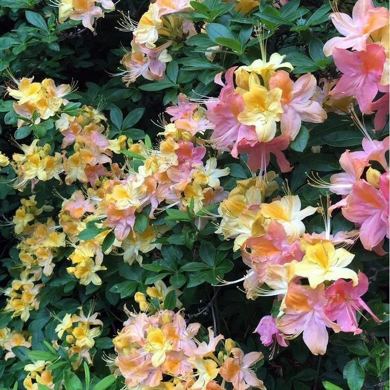 azalea-garden-rainbow Azalea Garden Rainbow